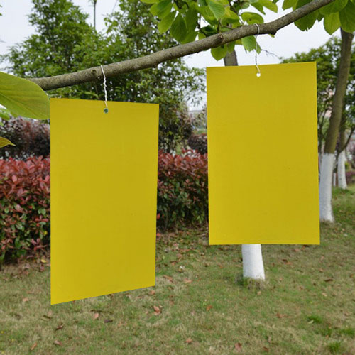 Trampa amarilla para insectos 30cm de ancho por 100 metros de largo 4pz por caja