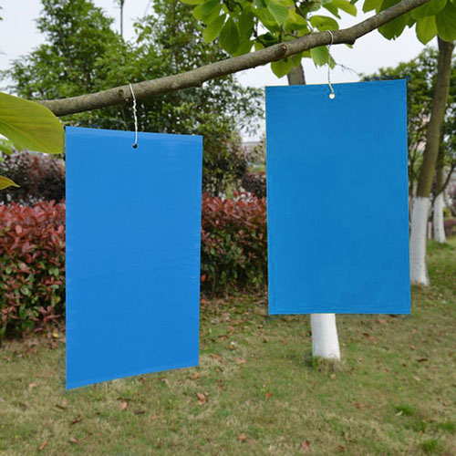 Trampa azul para insectos 30cm de ancho por 100 metros de largo 4pz por caja
